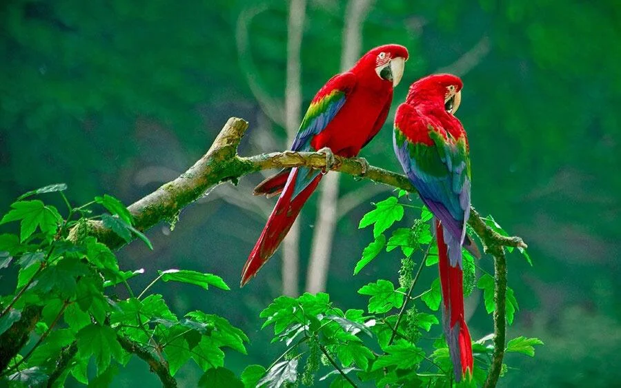 Costa Rica rainforest