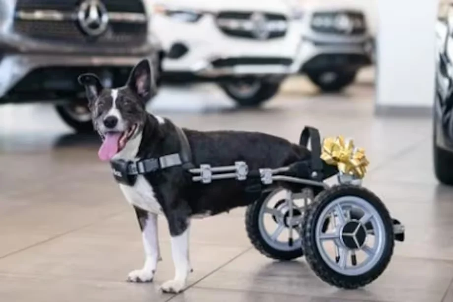 Bunny’s Journey: So Much More Than Just a ‘Benz’ for This Champion